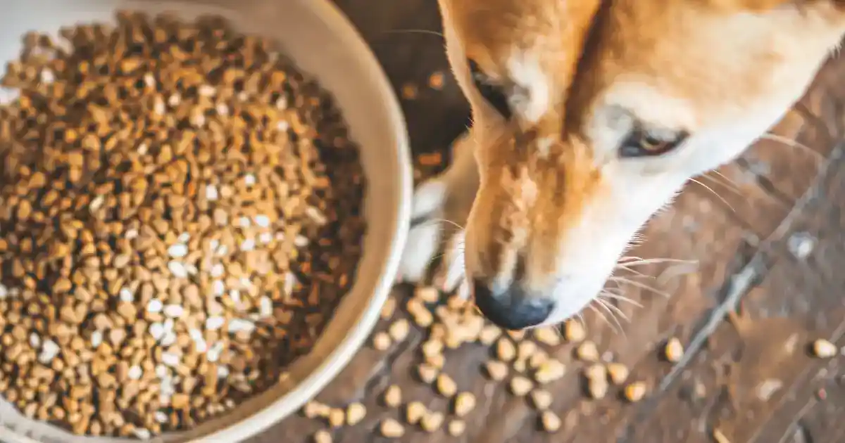 The Ultimate Guide: Can Dogs Safely Eat Sesame Seeds? (Everything You Need to Know Before Sharing!)