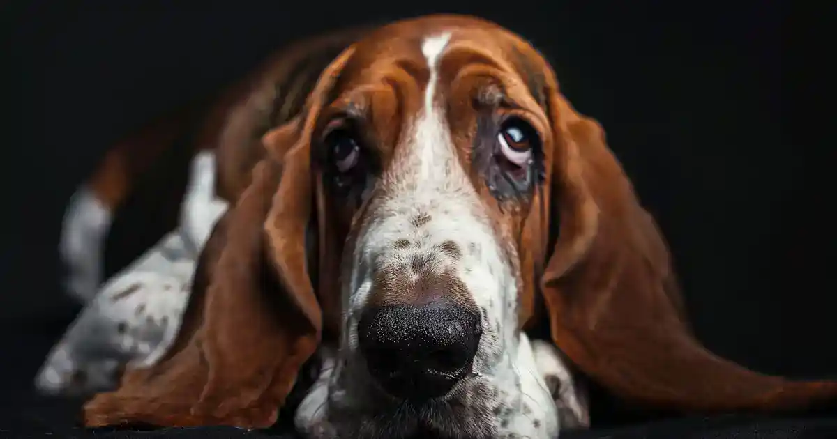 The Ultimate Guide to Basset Hound Care: Your Key to Happy, Healthy Pets (Those Ears Need Special Attention!)