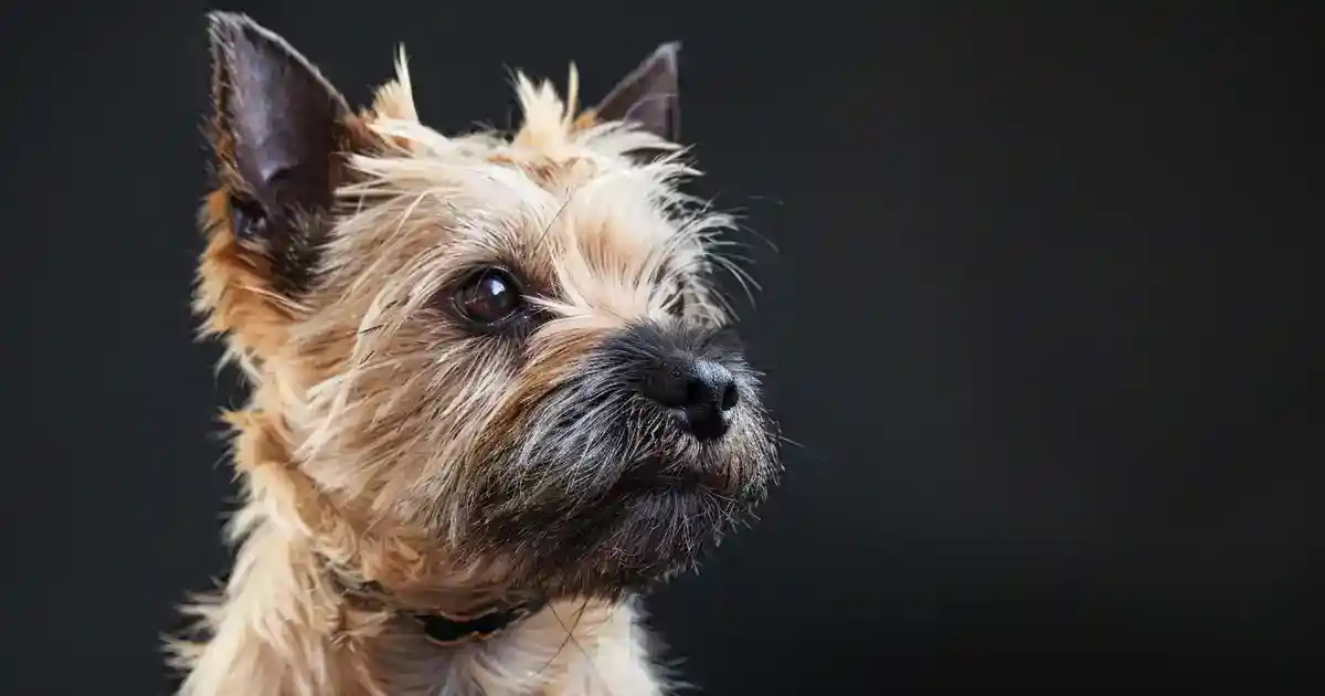 The Ultimate Guide to Cairn Terrier Care (Everything Your Brave Little Companion Needs!)