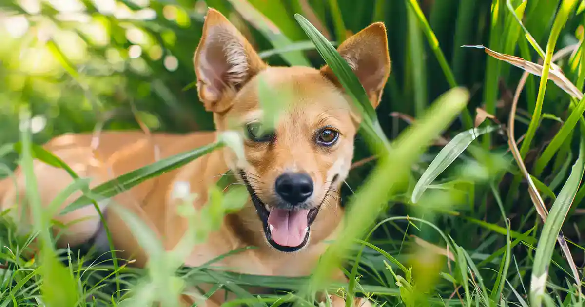 The Ultimate Guide to Dogs and Catnip (Discover the Surprising Truth About This Feline Favorite!)