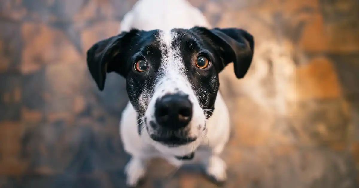 The Ultimate Guide to Decoding Dog Marking Behavior (What Your Dog’s “Pee-Mail” Really Means!)