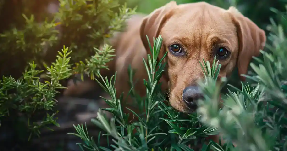 The Ultimate Guide to Dog-Friendly Rosemary Revealed (Everything Pet Parents Need to Know!)