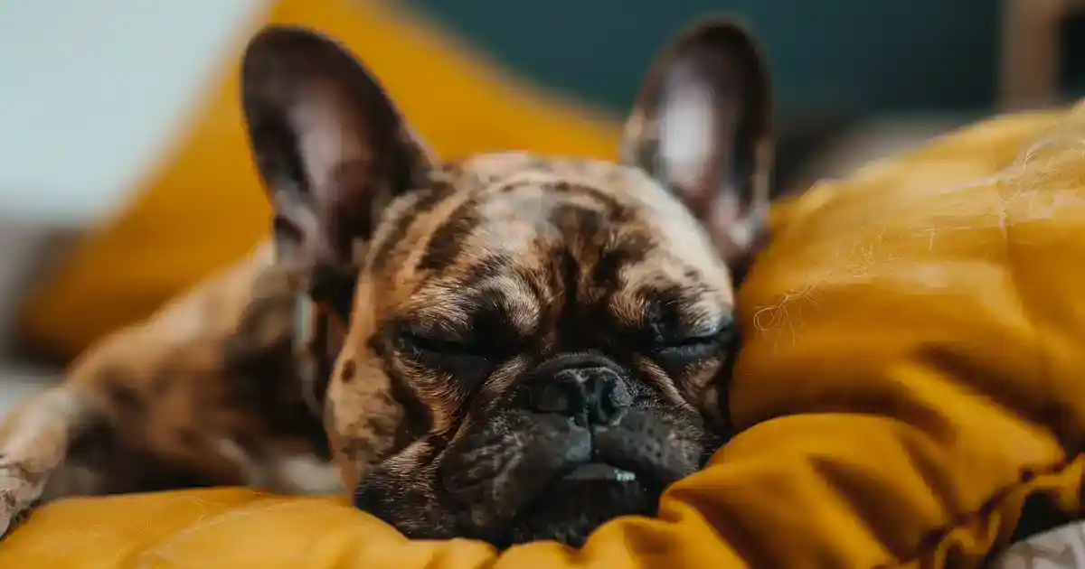 The Ultimate Guide to The Importance of Rest for Dogs (Why Sleep Is Your Dog’s Secret Superpower!)