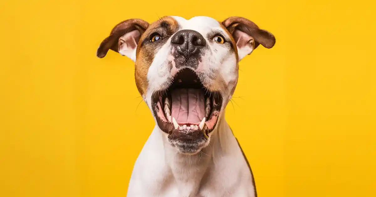 Unveiling Why Dogs Alert Bark: The Essential Guide (Understanding Your Dog’s Natural Warning System!)