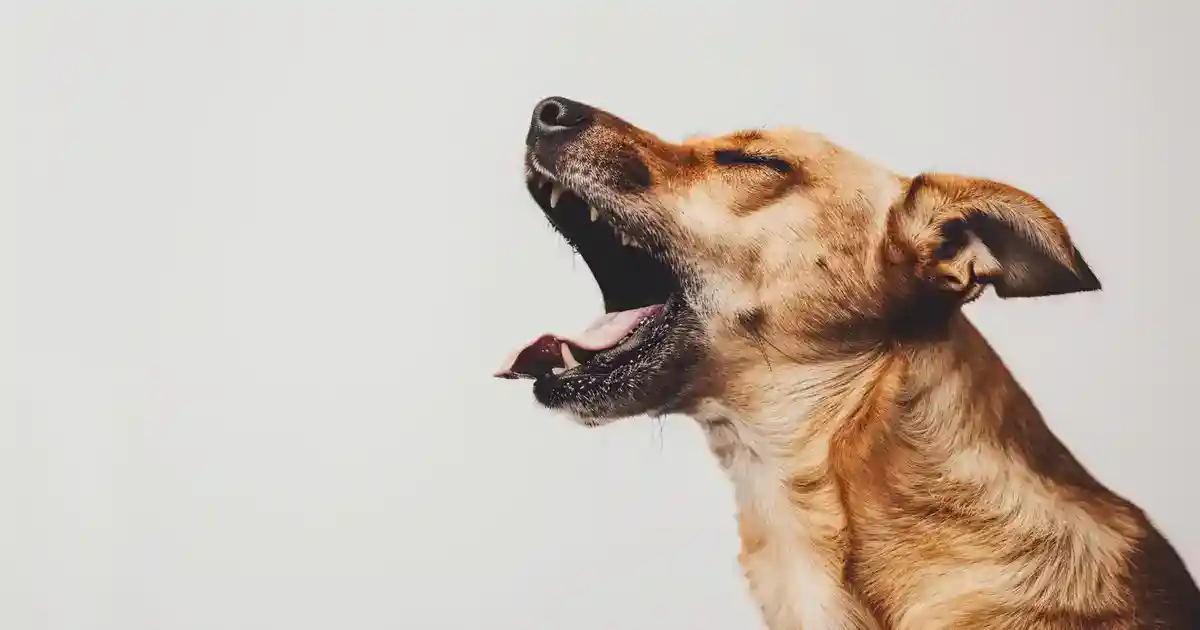 The Ultimate Guide to Understanding Dog Reverse Sneezing (And Why It’s Not as Scary as It Looks!)