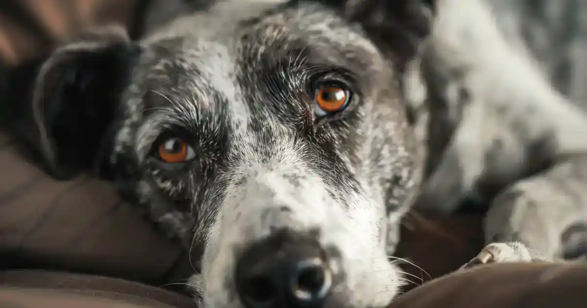 The Ultimate Guide to Understanding Mange in Dogs: Complete Prevention & Treatment (Get Your Pup Healthy Again!)