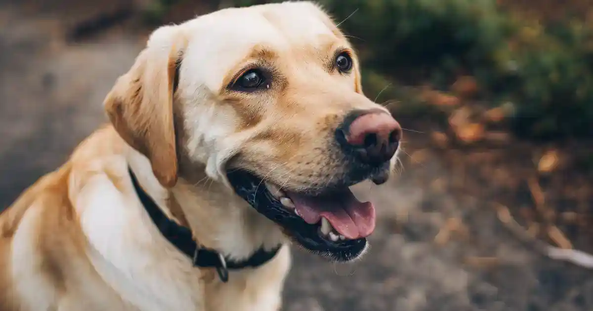 The Ultimate Guide to Unveiling Cushing’s Disease in Dogs: Complete Detection & Management (Help Your Pup Thrive!)