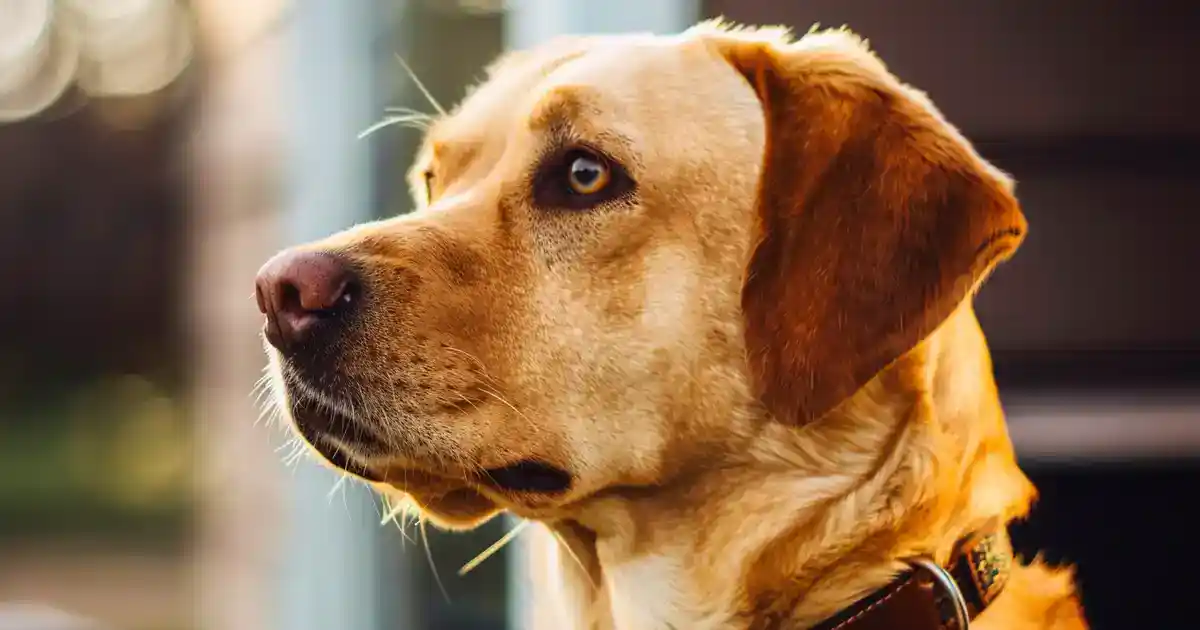 The Ultimate Guide to Why Dogs Sigh (And What Your Pup Is Really Trying to Tell You!)