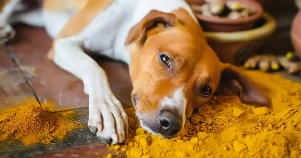 The Ultimate Guide to Turmeric for Dogs (Nature’s Golden Anti-Inflammatory!)
