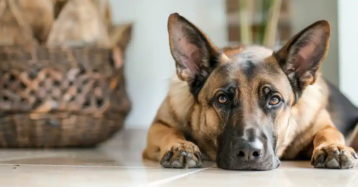The Ultimate Guide: Unveiling the Mystery Behind Why Dogs Circle (And What It’s Really Telling You!)