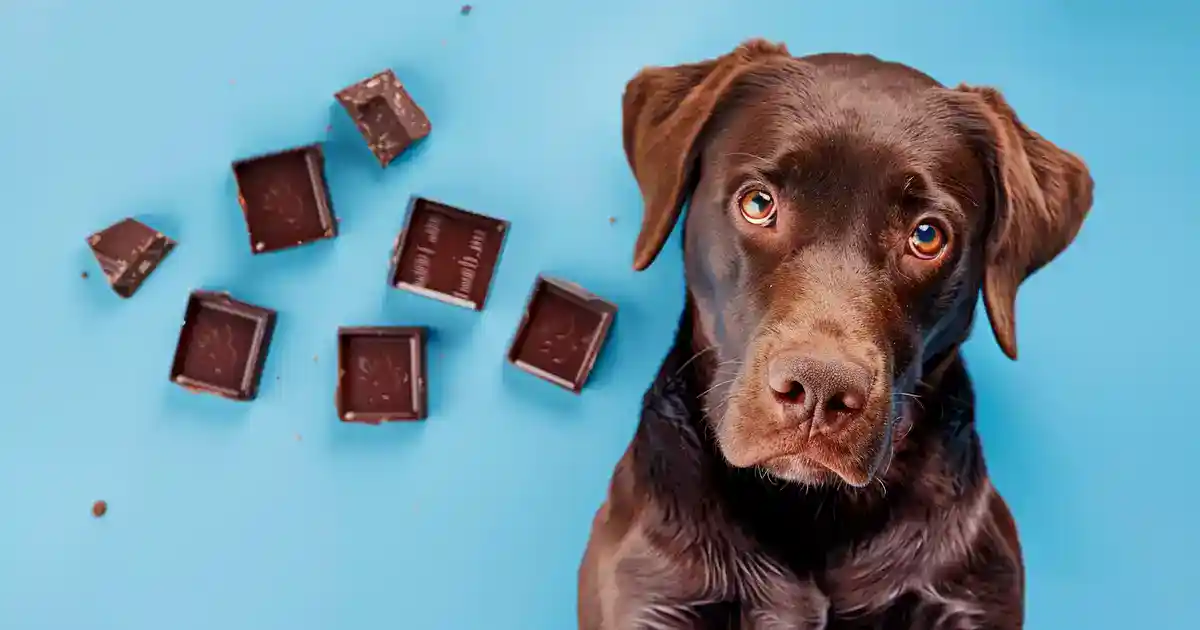 The Ultimate Guide: Why Can’t Dogs Have Chocolate (The Life-Saving Info Every Pet Parent Needs!)