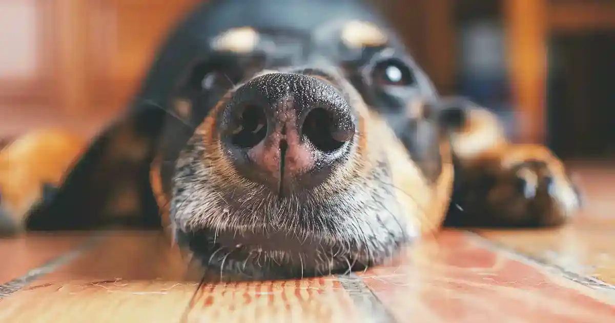 The Ultimate Guide: Why Do Dogs Lick Your Feet Revealed (The Real Reasons Behind This Quirky Behavior!)