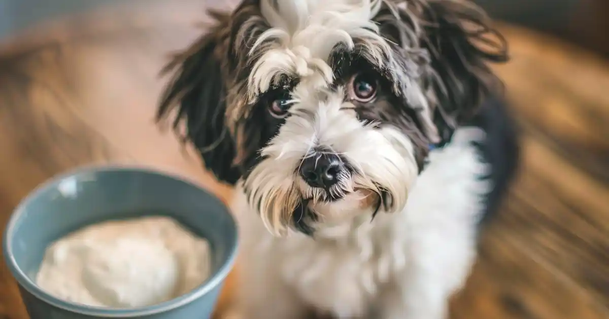 The Ultimate Is Cottage Cheese Good for Dogs Guide (Your Complete Safety & Benefits Breakdown!)