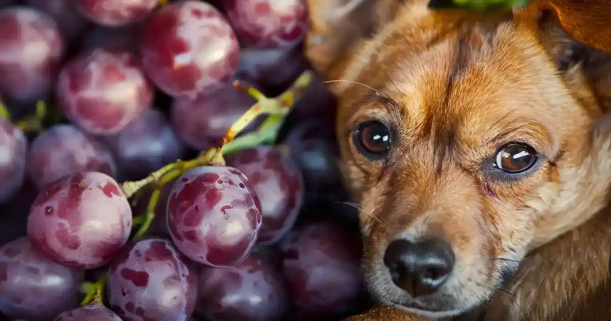 The Ultimate Why Can’t Dogs Have Grapes: Surprising Truth (What Every Pet Parent Must Know!)