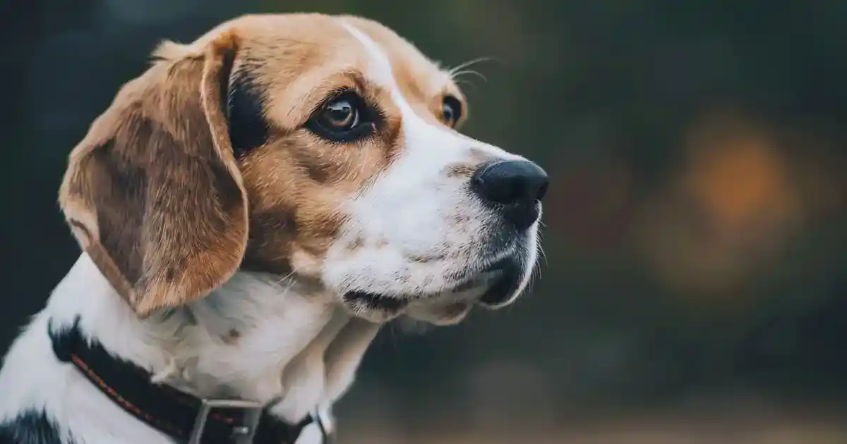 Ultimate Beagle Training Solutions: Expert Tips (Master the Hound Without Losing Your Mind!)