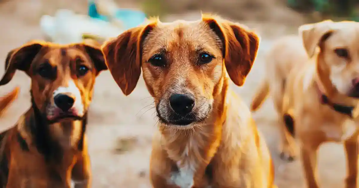 The Ultimate Can Dogs Get Bird Flu Guide (What Every Pet Owner Needs to Know Right Now!)