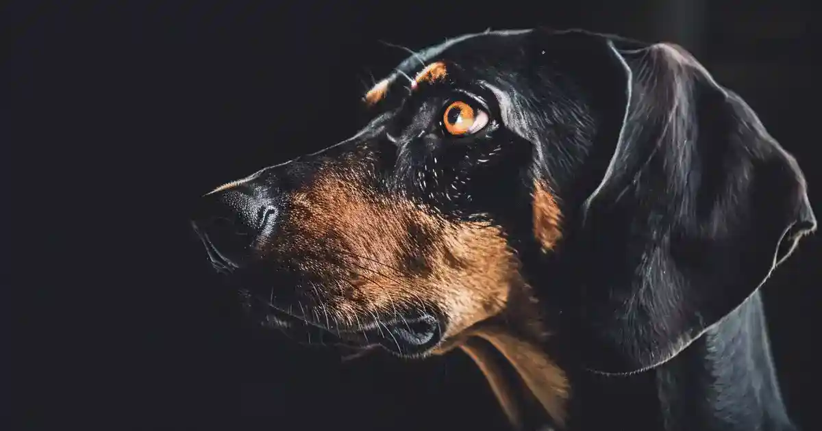 Ultimate Coonhound Training Guide for Obedient Pups (More Independent Than You Think!)