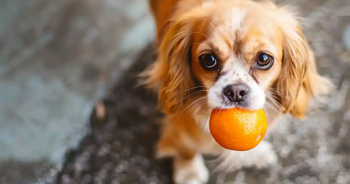Ultimate Guide: Can Dogs Eat Mandarins Safely? (Everything You Need to Know About Citrus and Your Pup!)
