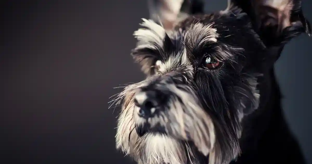 Ultimate Guide to Mastering Miniature Schnauzer Grooming (Without the Salon Prices or the Drama!)