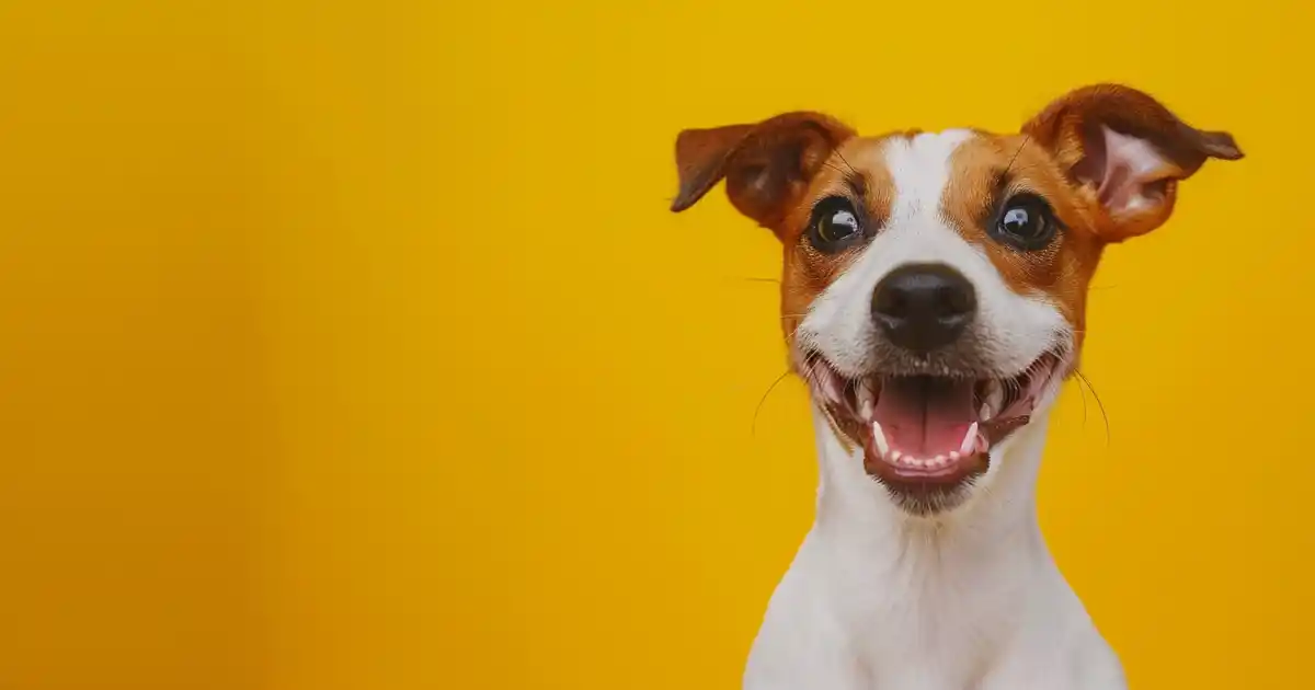 The Ultimate Guide to Unleashing Your Dog’s Joy (Without Expensive Trainers or Fancy Gadgets!)