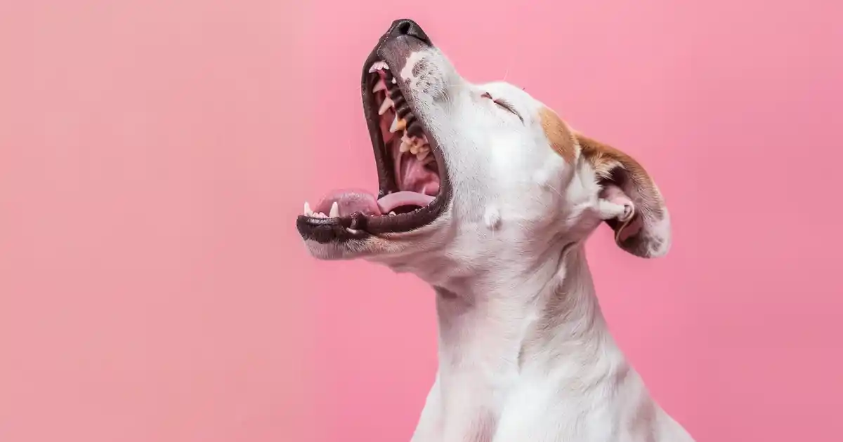 The Complete Guide to Dogs Howling at Sirens (It’s Not What You Think!)
