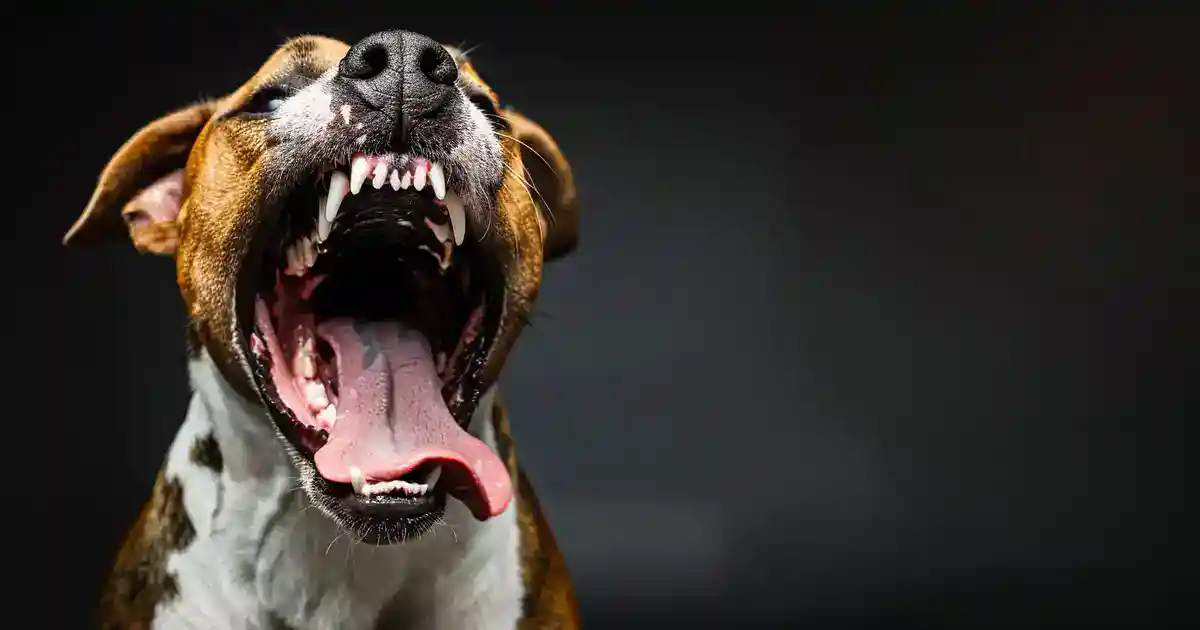 Unveil the Secrets of Warning Growls: Expert Guide (Before Misreading Gets Someone Hurt!)