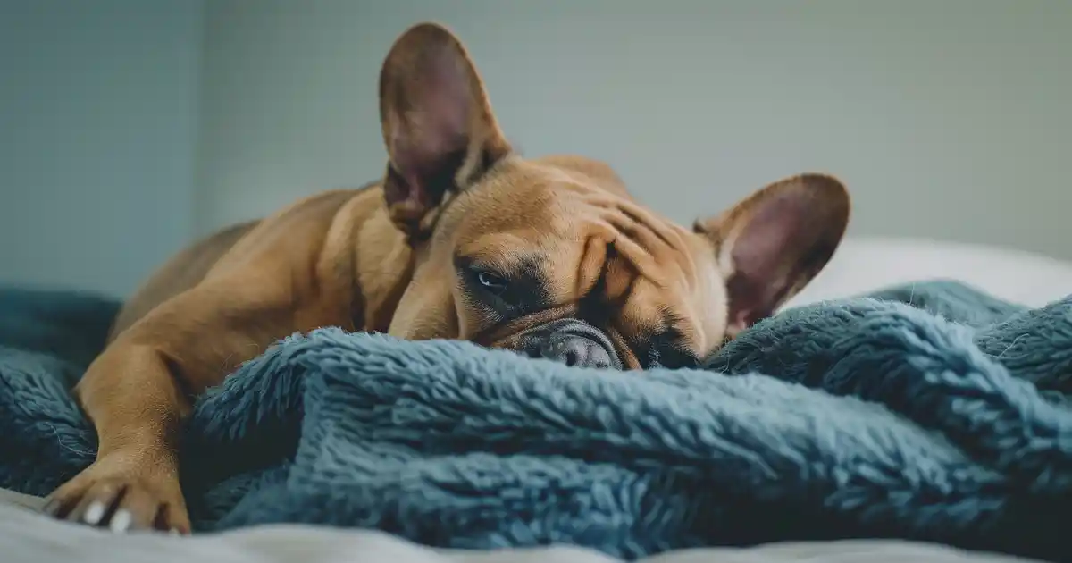 Uncover Dog Insomnia Secrets: Causes & Solutions (Why Your Pup Can’t Sleep at Night!)