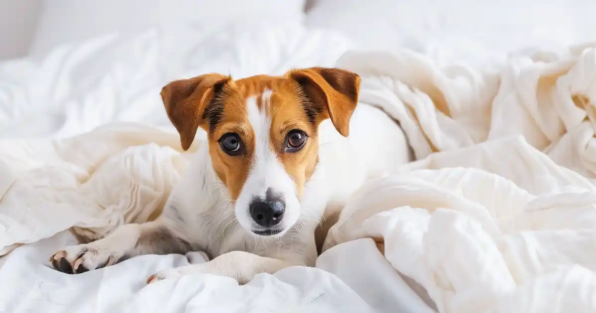 Uncover the Truth: Understanding Canine Menstruation (The Complete Guide Every Dog Owner Needs!)