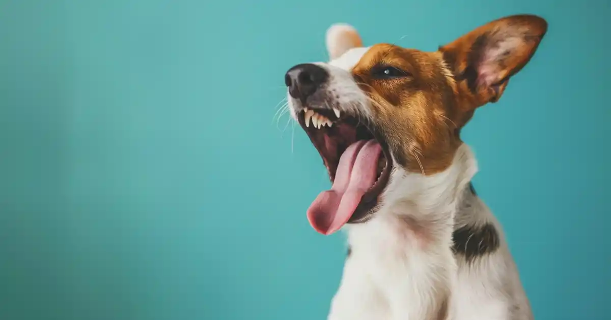 The Ultimate Guide to Unraveling Dog Howling: Meanings and Insights (Decode Every “Arooo!” Your Dog Makes!)