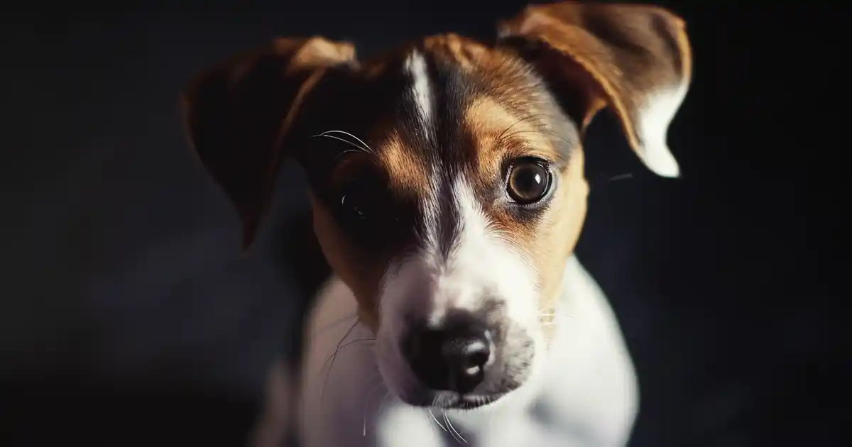 The Ultimate Guide to Jack Russell Terrier Energy (Powerhouse in a Tiny Package!)