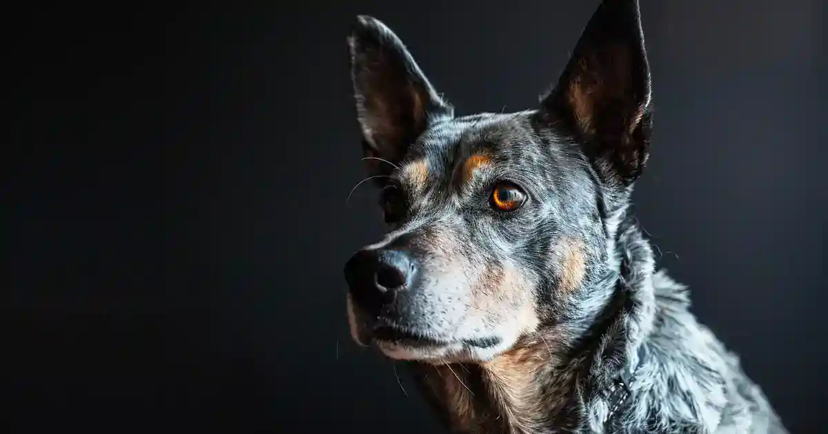 The Ultimate Guide to Australian Cattle Dog Intelligence (Smarter Than Your Average Pup!)