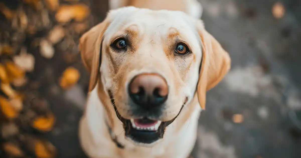 Unleashing the Truth: Can Dogs Have ADHD? (What Science Really Says!)