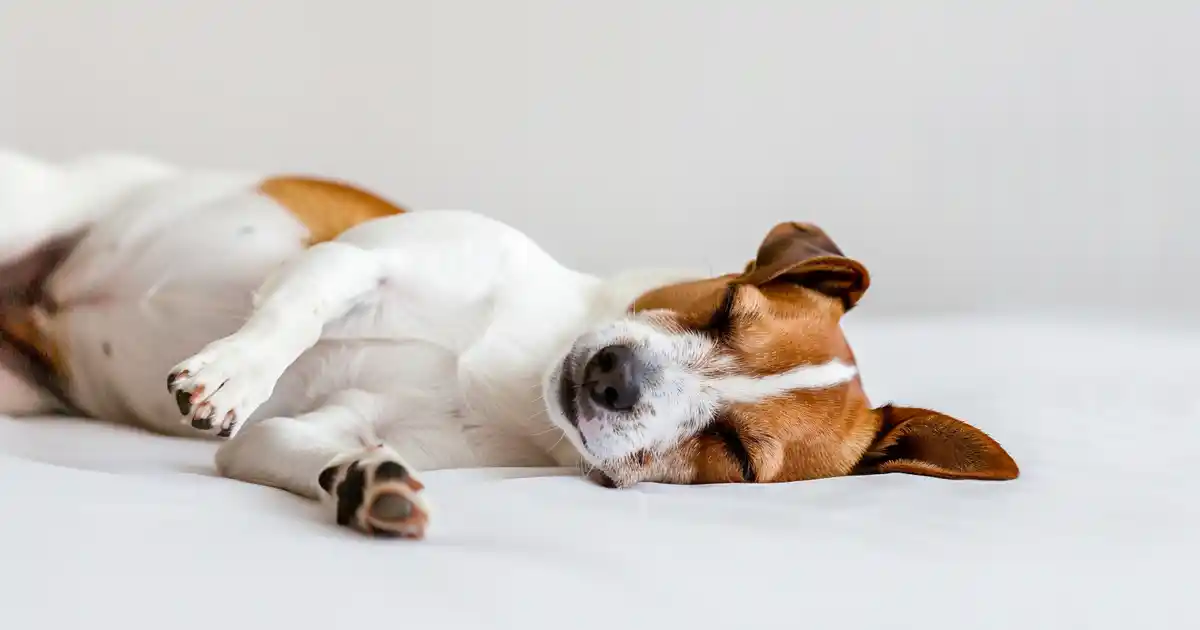 Unlock the Mystery: Unveiling Dog Stretching Meanings (What Your Dog’s Stretches Are Really Saying!)