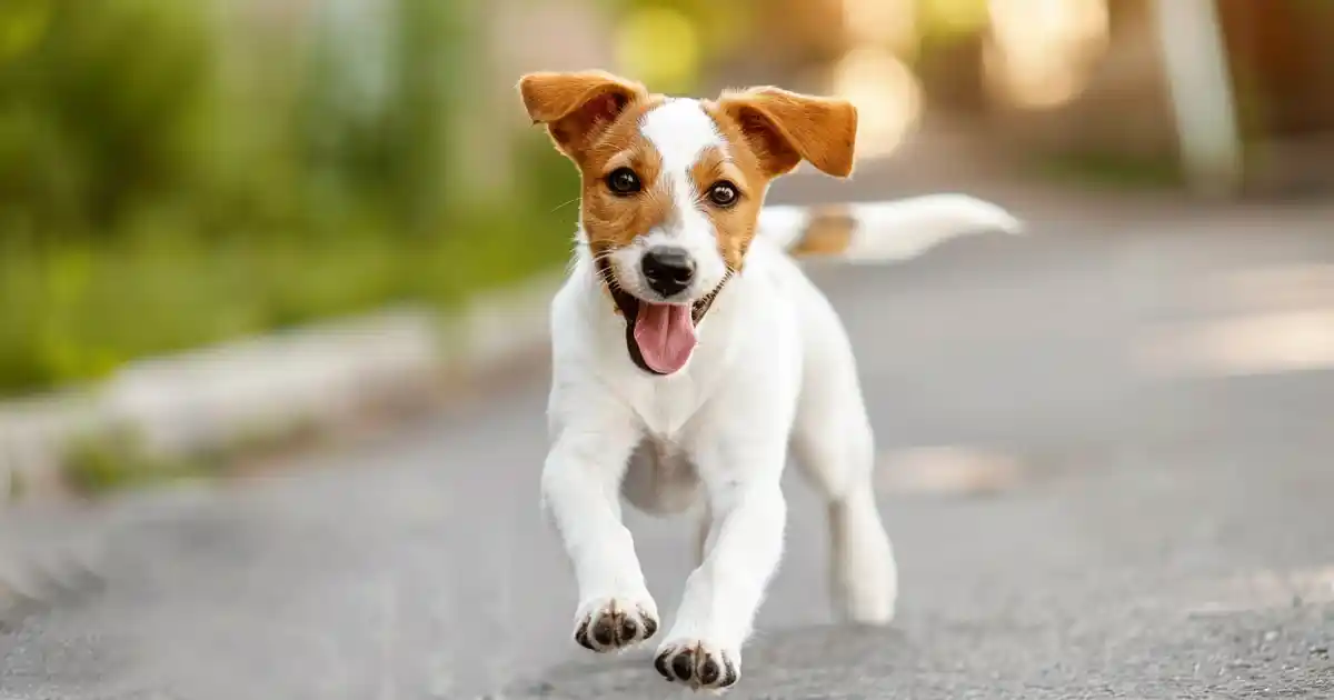 The Ultimate Guide to Why Dogs Chase Their Tails (And When You Should Actually Worry!)