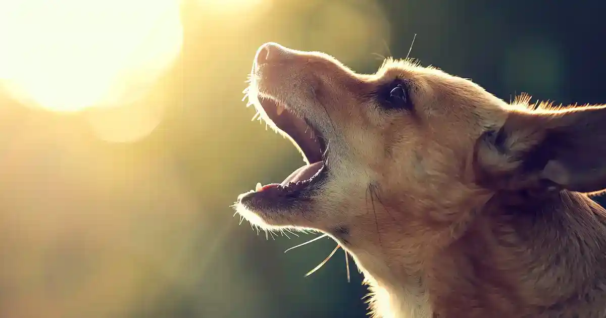 Unleash Fun with Play Growl: The Ultimate Guide to Interactive Entertainment (Your Dog’s Happy Sound Explained!)