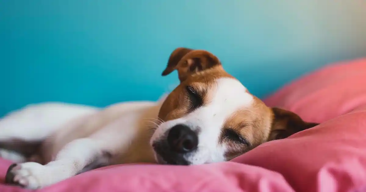 Unveiling Dog Dreaming: What Do They Dream About? (The Fascinating Science Behind Your Pup’s Nighttime Adventures!)
