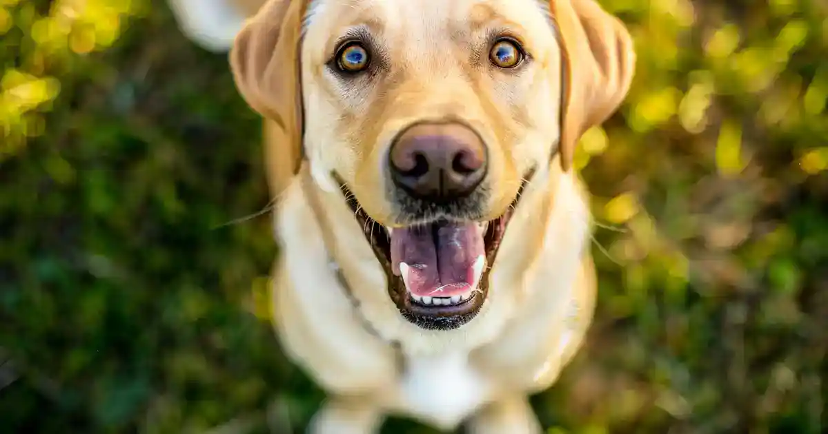 Unveiling How Long Dogs Can Hold Their Pee: The Complete Guide (Without Accidents or Guilt!)