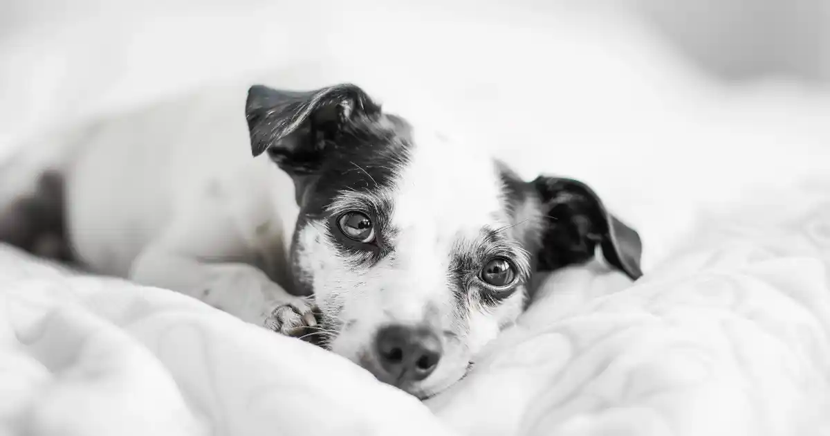Unveiling the Canine Dream World: Do Dogs Have Nightmares? (What Science Reveals!)