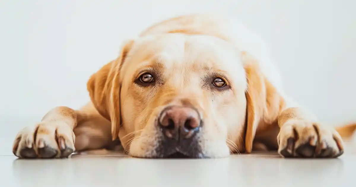 Unveiling the Canine World: What Do Dogs Really See? (Through Your Pup’s Eyes!)