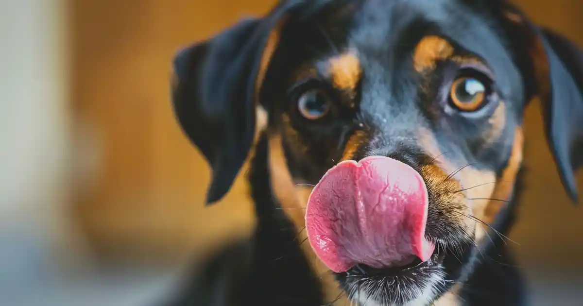 The Complete Guide to Why Dogs Constantly Lick Their Lips (Decoding This Critical Communication Signal!)