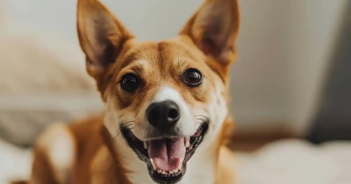 The Ultimate Guide to Why Dogs Wag Their Tails (It’s Not Always What You Think!)