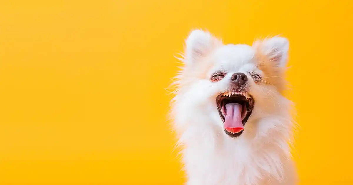 Unveiling the Secrets: Decoding the Hidden Meanings of Dog Whining (Before It Drives You Crazy!)