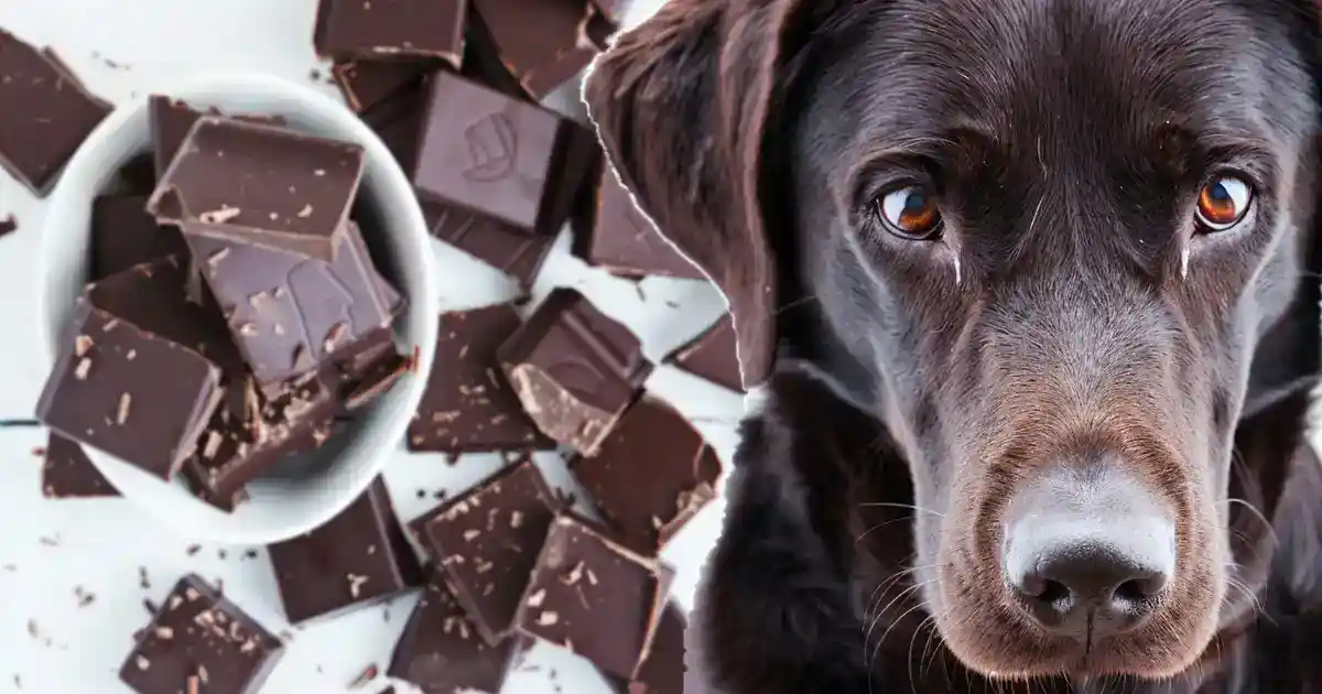 Unveiling the Toxic Truth: How Much Chocolate is Harmful to Dogs (Life-Saving Facts!)