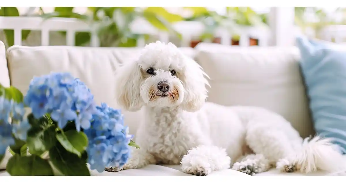 The Ultimate Guide to Hydrangeas and Dogs (Protect Your Pet from This Beautiful but Dangerous Plant!)