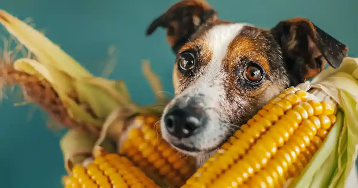 Unveiling the Truth: Is Corn Beneficial for Dogs? (The Complete Guide to Corn in Your Dog’s Diet!)