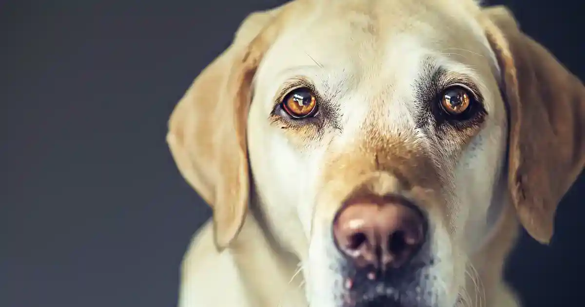 The Complete Guide to Why Some Dogs Develop Whale Eye (And What It’s Really Telling You!)