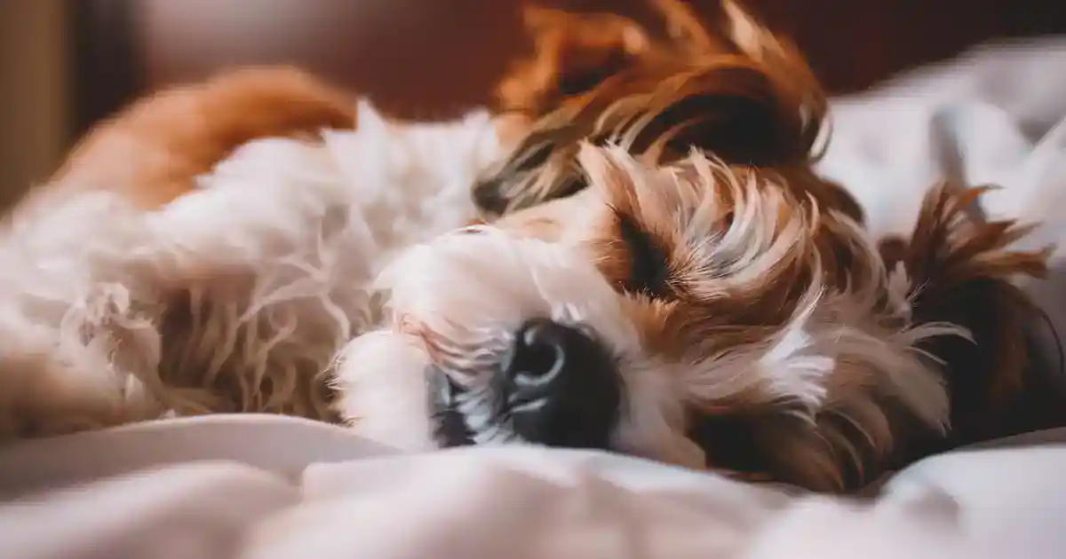 Your Dog’s Dream Sleep Guide: Unveiling Secrets (What Those Twitching Paws Really Mean!)