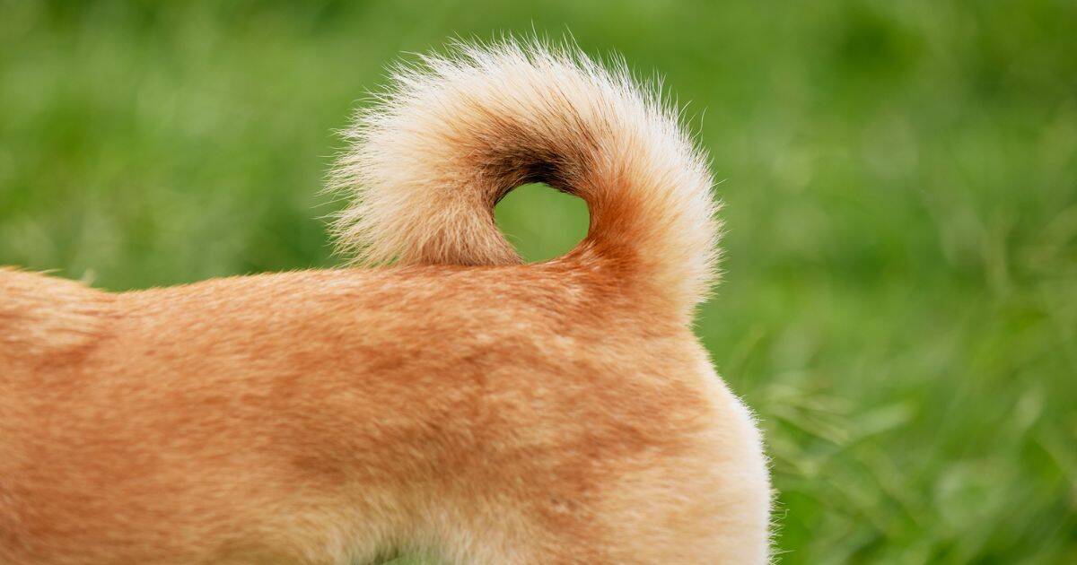 The Ultimate Guide to Unveiling the True Meaning of Tail Position (Your Dog’s Emotional Compass Decoded!)