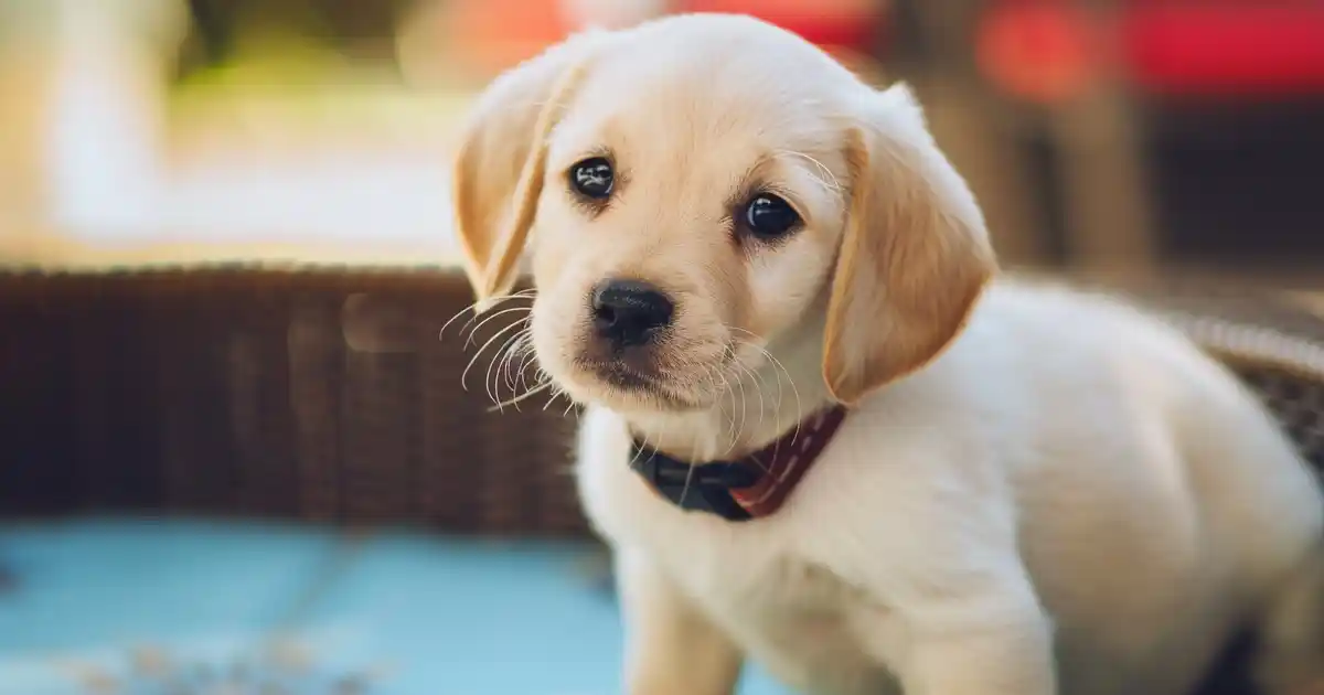 Expert Tips to Boost Your Puppy’s Confidence (From Timid to Tail-Wagging Brave!)