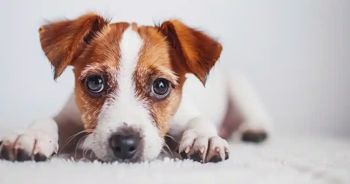 The Complete Guide to Puppy Fear Periods (Without Panicking When Your Confident Pup Suddenly Acts Scared!)